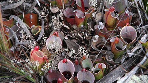 Heliamphora minor